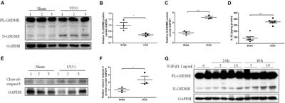 Gasdermin E Deletion Attenuates Ureteral Obstruction- and 5/6 Nephrectomy-Induced Renal Fibrosis and Kidney Dysfunction